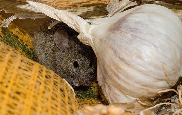 Mice Control Services