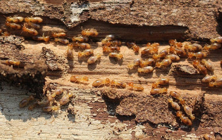 Termite Control Services