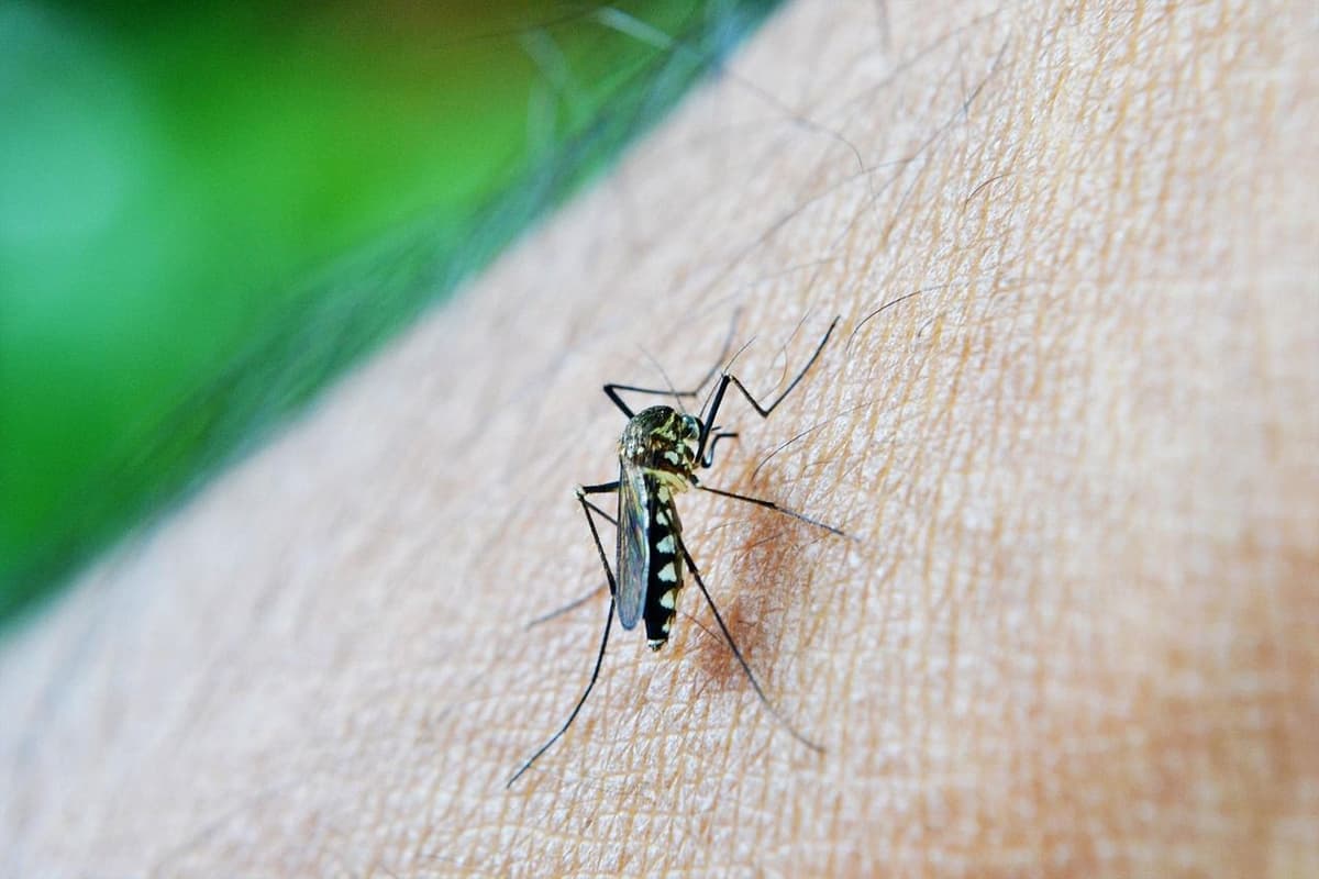 Mosquito Control Services Test