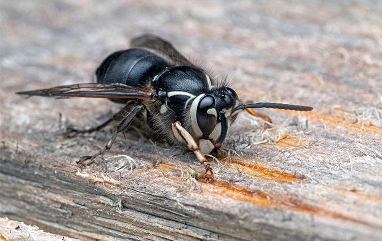 Hornet Control Services