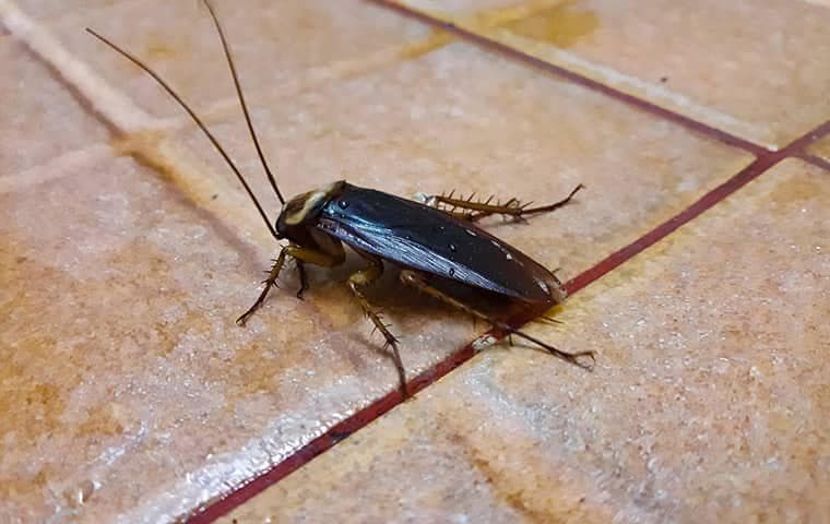 Cockroach Control