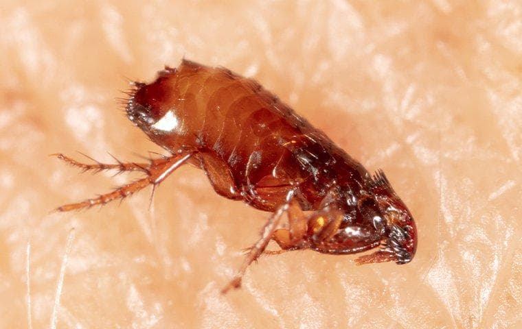 Flea Control Services