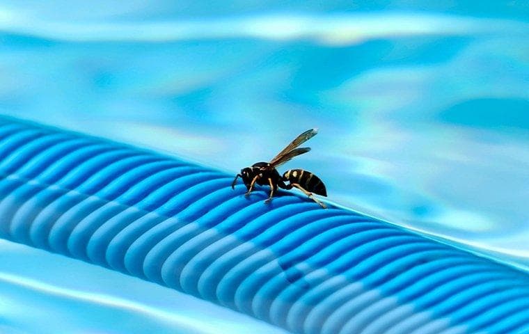 Wasp Control Services