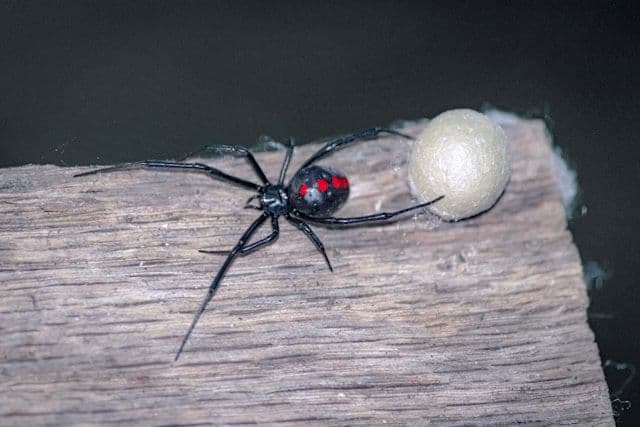 Spider Control Services