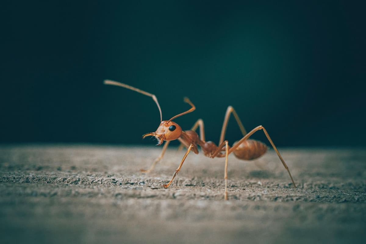 Ant Pest Control