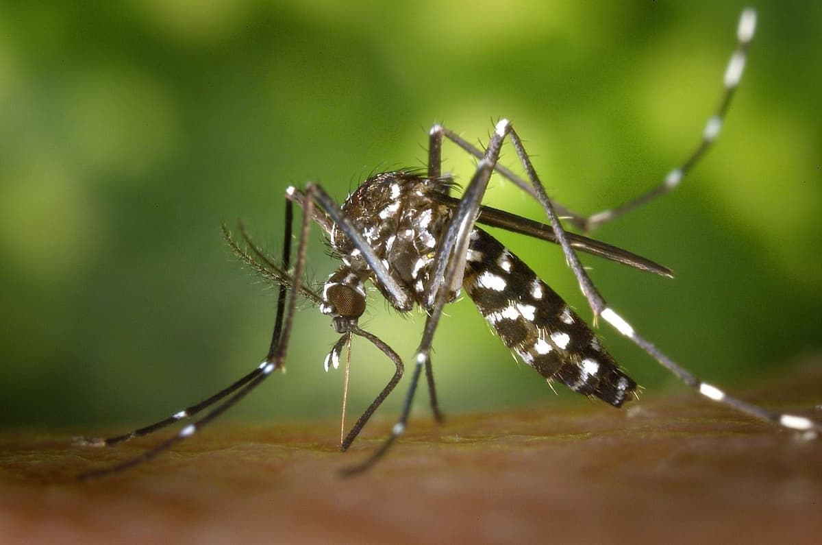 Professional Mosquito Control for Your Safety