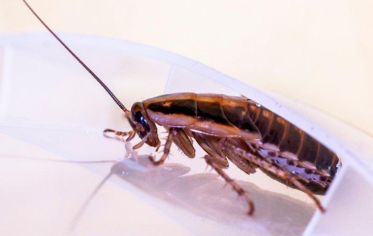 german-cockroach-in-a-modesto-kitchen