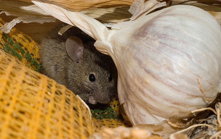 mice-identification