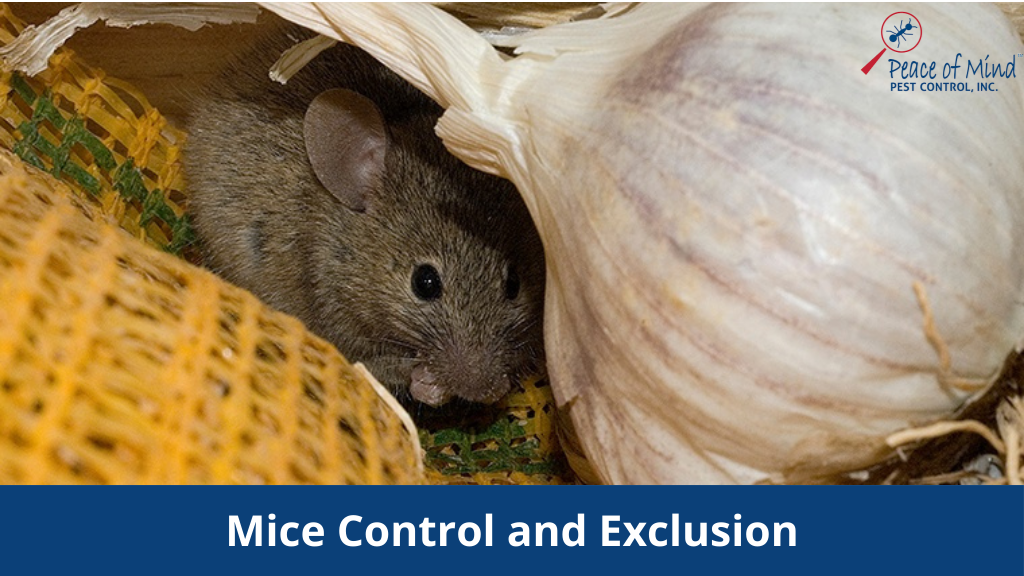 Mice Control and Exclusion How Do I Get Rid of Mice