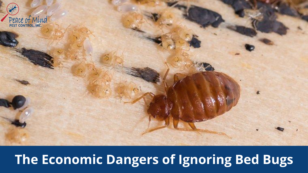 The Economic Dangers of Ignoring Bed Bugs
