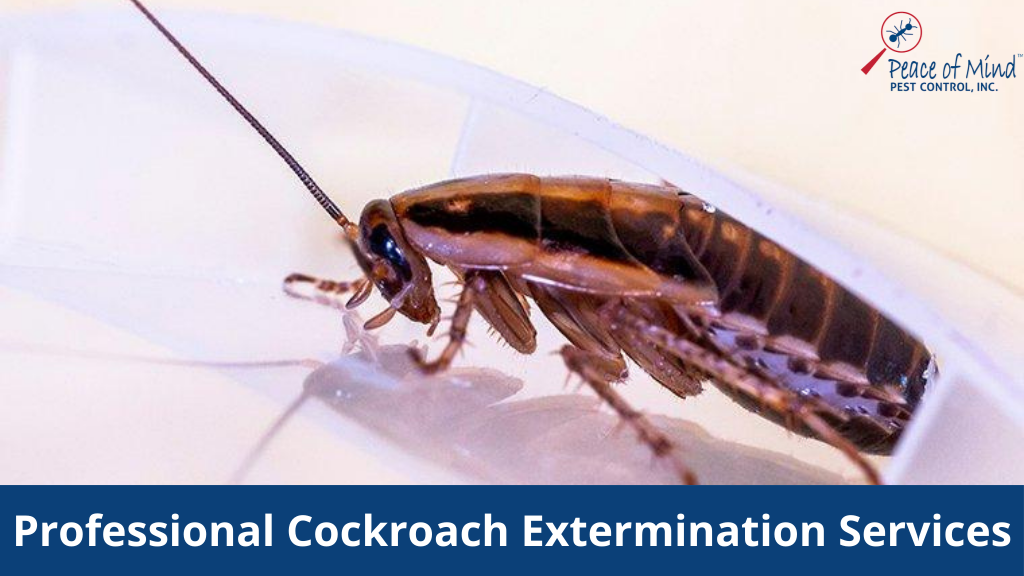 Why You Should Hire Professional Cockroach Extermination Services