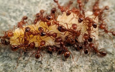640-a-colony-of-fire-ants-that-feed-on-leftovers-in-the-sand