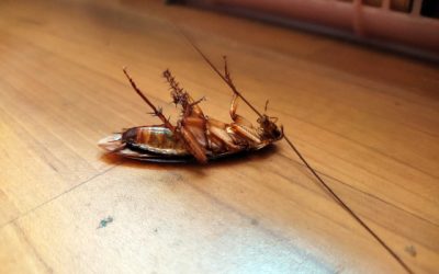640-dead-cockroaches-on-the-floor