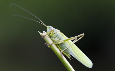 Side view of a Great Green Bush-Cricket in the reeds.