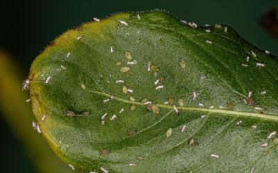 Group of small green aphids of the Family Aphididae on a branch of Madagascar periwinkle