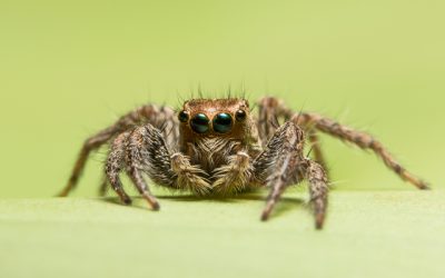 Close-up spider photography