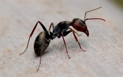 ant-id.v4