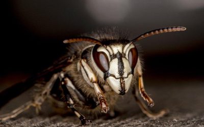 bald-faced-hornet-wasp-crawling-on-wooden-board.v4