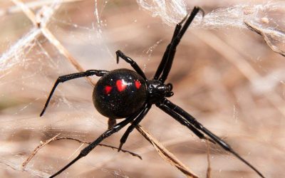 black-widow-spider-on-web.v4