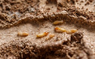 little-termites-in-a-mud-tunnel-2.v4
