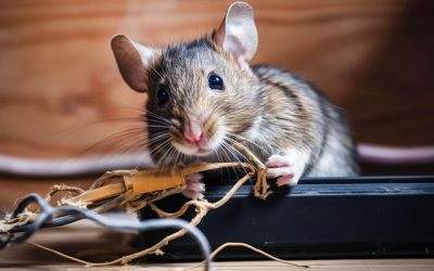 A small gray mouse caught in the act as it gnaws on electrical wires, posing a potential danger. illustration created by Generative AI