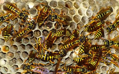 wasp-hornet-identification.v4